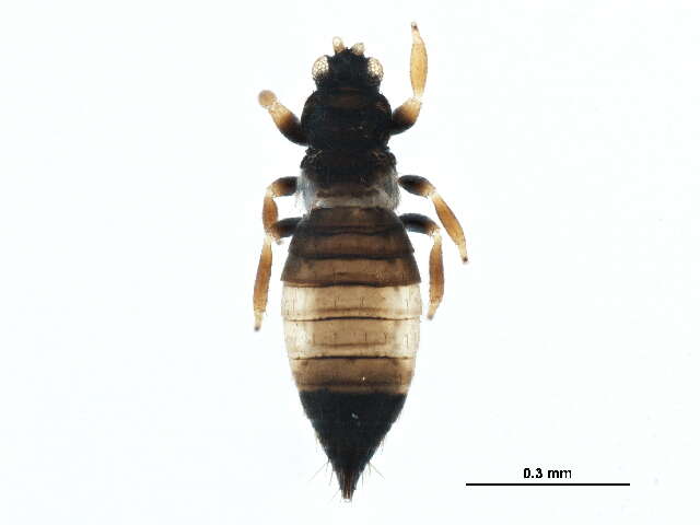 Image of Sericothrips