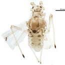 Image of Pleotrichophorus longinectarius (Gillette & M. A. Palmer 1933)