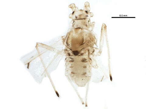 Sivun Pleotrichophorus longinectarius (Gillette & M. A. Palmer 1933) kuva