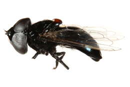 Image of Comstock's Bromeliad Fly