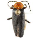 Image de Cantharis aneba borealis