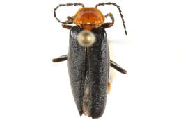 Image de Cantharis aneba borealis