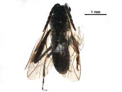 Image of <i>Empria nordica</i>