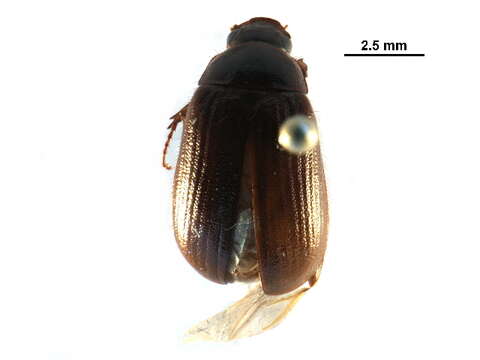 Image of Serica intermixta Blatchley 1910