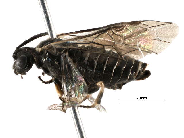 Image of <i>Empria nordica</i>