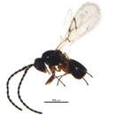 Image of Gall wasp