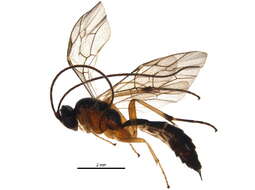 Image of Astiphromma