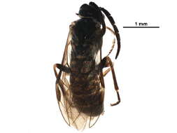 Image of <i>Empria nordica</i>