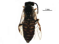 Image of <i>Empria nordica</i>