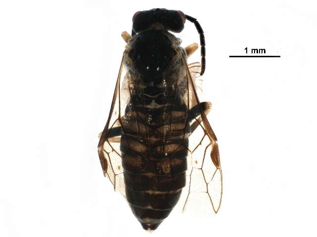 Image of <i>Empria nordica</i>