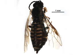 Image of <i>Empria nordica</i>