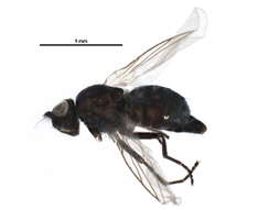 Image of Pseudonapomyza