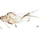 Image of Hyalomyzus