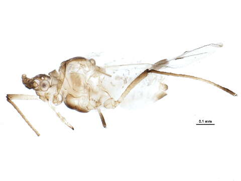 Image of Hyalomyzus