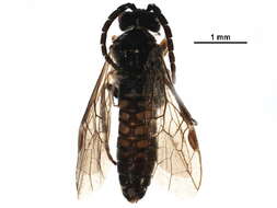 Image of <i>Empria nordica</i>