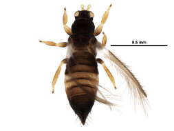 Image of Sericothrips