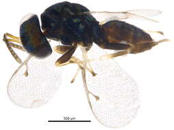 Image of <i>Lyrcus nigroaeneus</i>