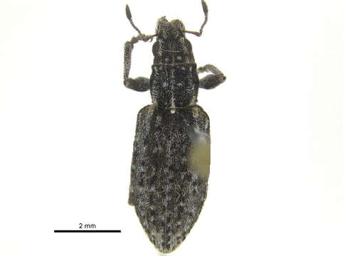 Image of Sitona californicus Fahraeus 1840