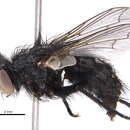 Image of Tachinomyia