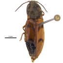 Image of <i>Pseudanostirus pudicus</i>