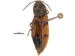 Image of <i>Pseudanostirus pudicus</i>