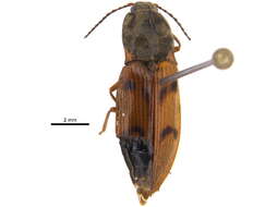 Image de <i>Pseudanostirus pudicus</i>