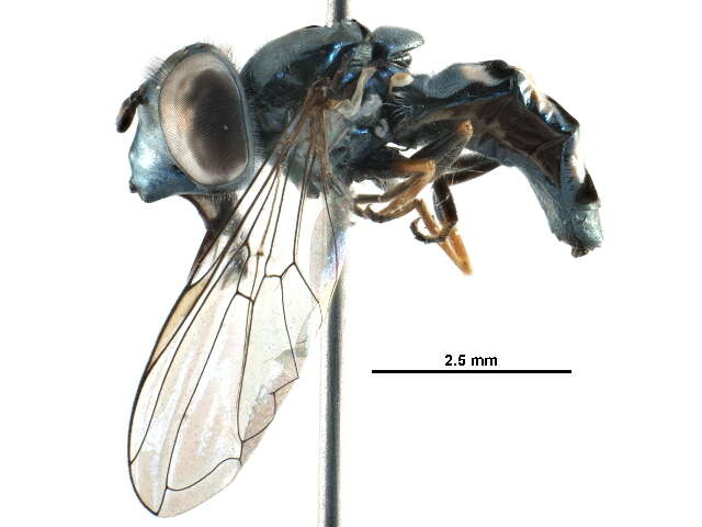 Image of Platycheirus trichopus