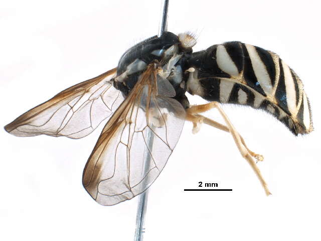 Image of Chrysotoxum integrum