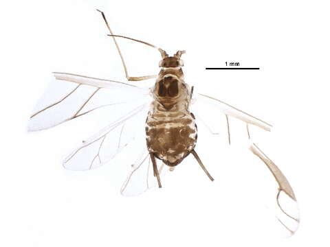 صورة Aulacorthum (Aulacorthum) pterinigrum Richards 1972