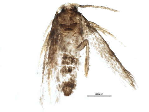 Image of Stigmella oxyacanthella (Stainton 1854) Beirne 1945