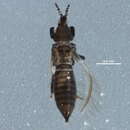 صورة Chirothrips manicatus (Haliday 1836)