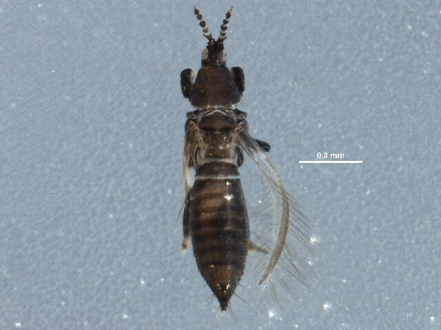 صورة Chirothrips manicatus (Haliday 1836)