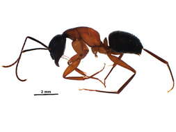 Plancia ëd Camponotus vicinus Mayr 1870