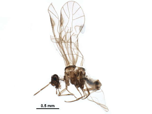 Mesopsocus resmi