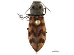 Image of Pseudanostirus tigrinus