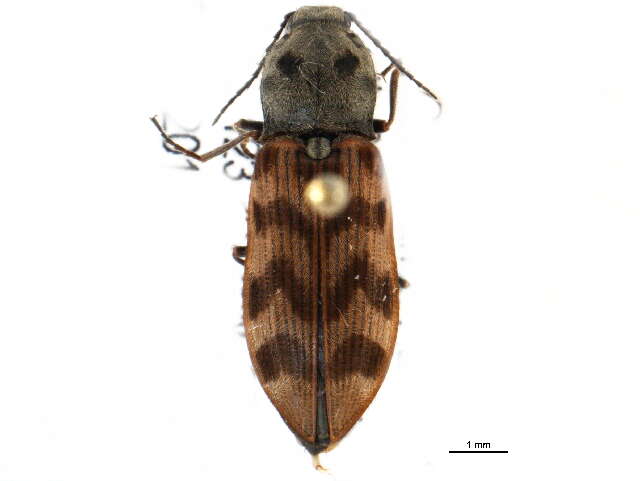 Image of Pseudanostirus tigrinus