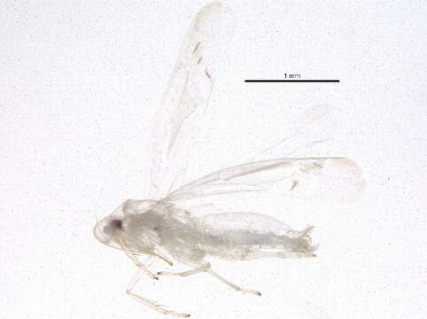 Image of Blackberry Leafhopper