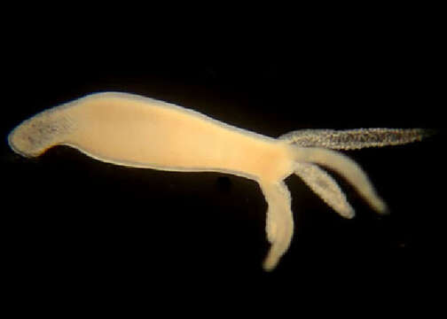 Image of Hydra vulgaris