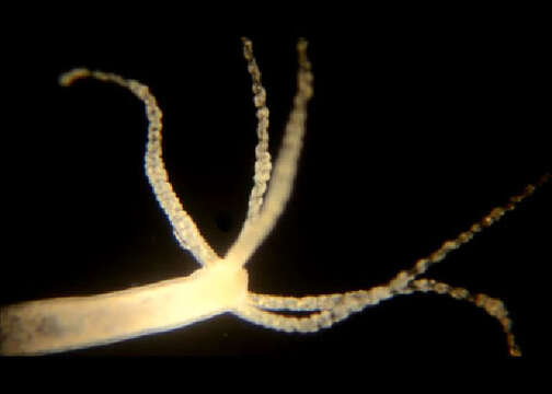 Image of Hydra vulgaris