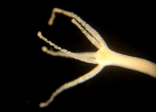 Image of Hydra vulgaris