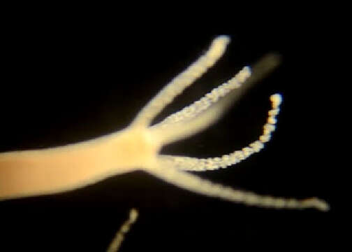 Image of Hydra vulgaris