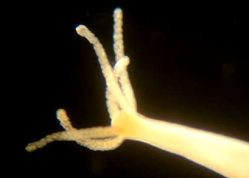 Image of Hydra vulgaris