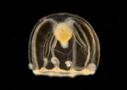Image of Turritopsis dohrnii (Weismann 1883)
