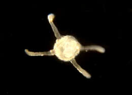 Image of flowerhead polyps