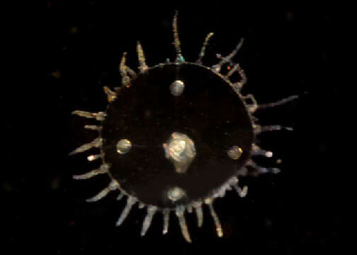 Image of bushy wineglass hydroids