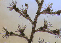 Image of Plumulariidae McCrady 1859