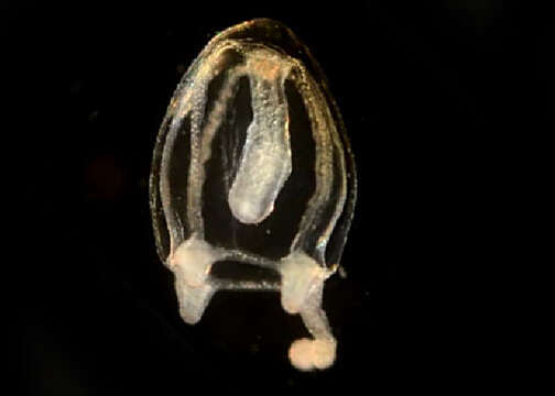 Image of Corymorpha bigelowi (Maas 1905)