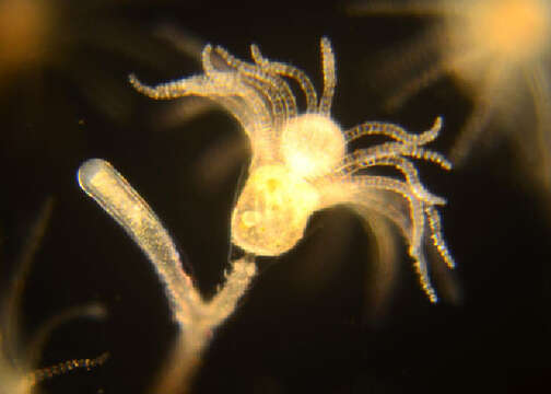 Image of bell hydroid