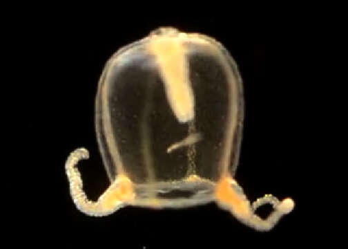 Image of Ectopleura L. Agassiz 1862