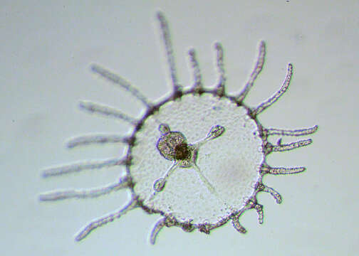 Image of bushy wineglass hydroids